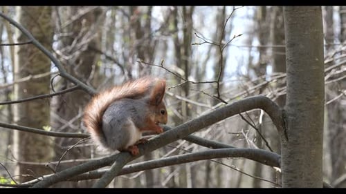 Squirrel sits on a tree branch in the spring forest.