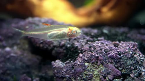 Transparent albino fish floats above encrusted rock.