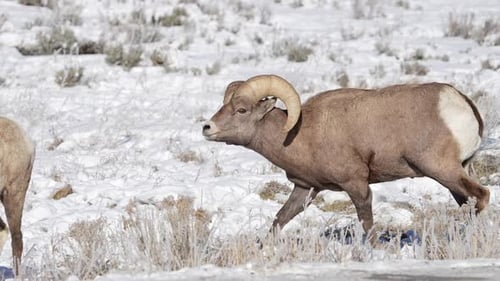 Bighorn Sheep ram following Ewe through the snow in Wyoming
