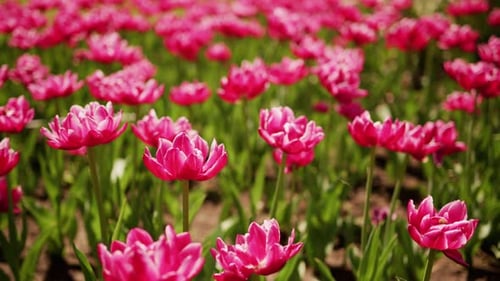 Tulip Field in Full Bloom with Pink Petals