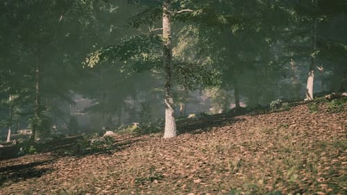 Sunlight Streams Through the Leaves of Tall Trees in a Tranquil Forest