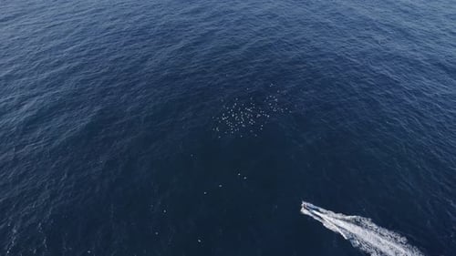 Flock Of Birds Flying Over Speedboat Leaving Wake In The Blue Sea. - aerial