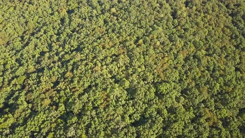 Top Down Aerial View of Green Summer Forest with Many Fresh Trees