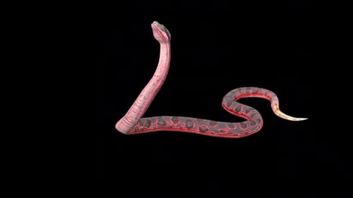 Anaconda Strike 2