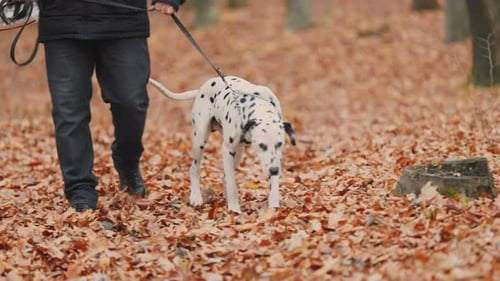 Young Dalmatian Dog