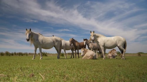Beautiful Wild Horses Grazing Peacefully In The Bright Sunny Field