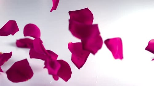 Florist bindet ein rosafarbenes Band an einen schönen Blumenkasten