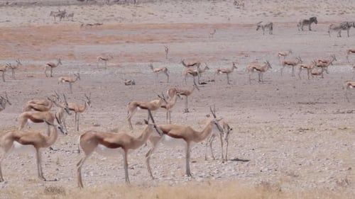 Eine Herde von Springbockantilopen entspannt sich in der afrikanischen Savanne Namibias