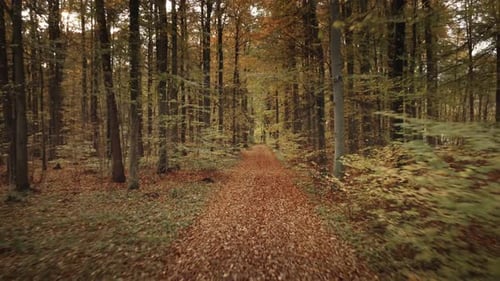 Herbstlicher Wanderweg durch verzauberte Wälder