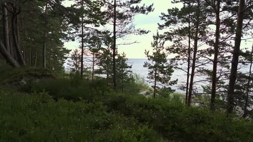 Breathtaking Aerial View of an Expansive and Lush Green Forest Overlooking Serene and Calm Waters