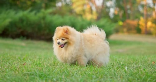 Happy Little Cute Fluffy Pedigree Pomeranian Dog Laying Resting Outdoor at Park on a Grass Lawn
