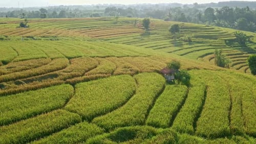 Aerial View of Sunrises Over the Green Fields of Rice Paddies in the Heart Green Rice Fields With
