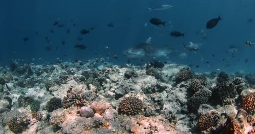 Tiger Shark and Fishes Swimming in Blue Ocean Diving with Tiger Sharks in Maldives