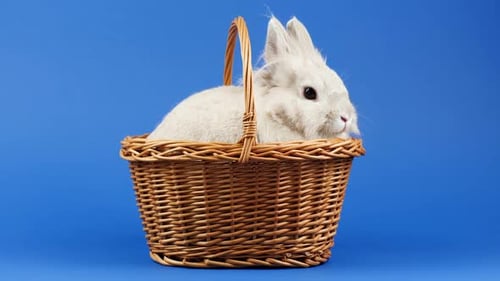Cute White Rabbit Sitting in a Wicker Basket
