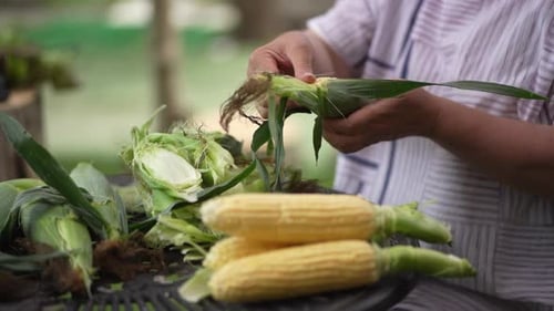 Adult Hands Husk Freshly Picked Corn on the Cob