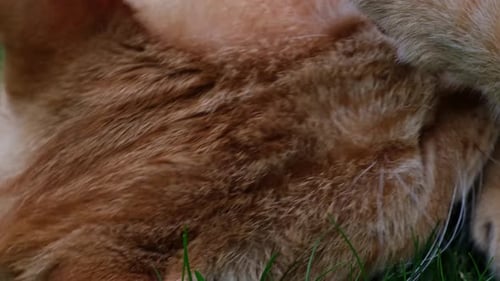 Close up of head of orange / red haired cat lying in the grass performing its cleaning by licking it