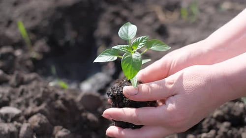 A Man Plants a Green Plant in Dry Land Greening Planet Earth