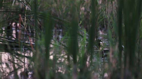 Ducks Amongst Grass Reeds In A Pond. Selective Focus Shot, Nature Stock ...