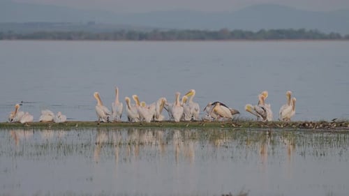 Pelicans Resting in Calm Tropical Lake Landscape