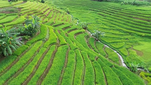 Beautiful morning view indonesia Panorama Landscape paddy fields with beauty color and sky natural l