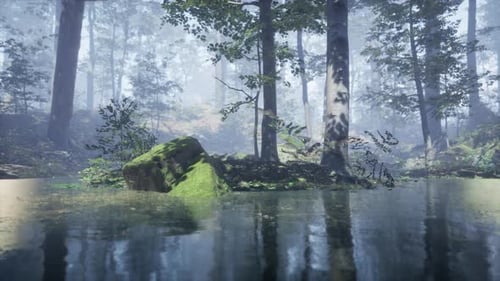 Mist on Pond in Forest with Fog