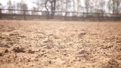 Mann führt sein braunes Pferd in ihre Richtung