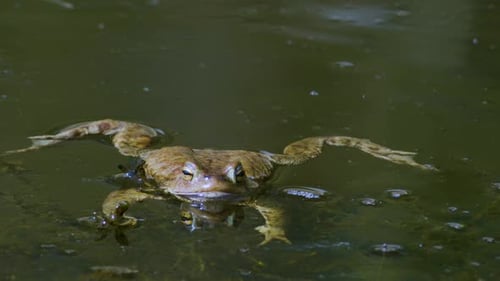 Common toad mating