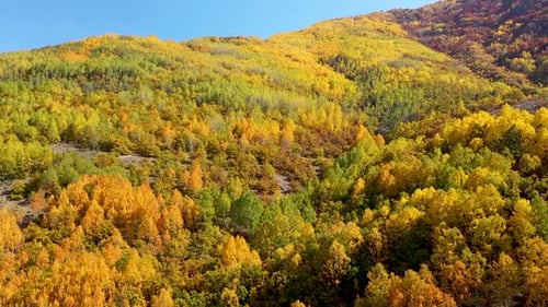 Vue aérienne d'arbres colorés sur les collines en automne