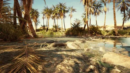 An Desert Oasis in the Oman