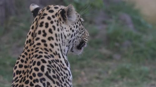 Porträt eines jungen Leoparden von hinten, der aufsteht und neben seiner Beute geht
