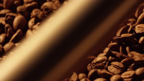 Roasted coffee beans moving on conveyor belt in a coffee roasting plant