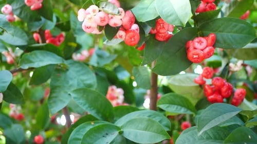 Obst im Wald