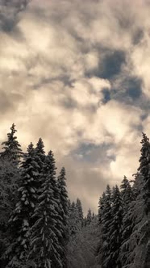 An Enchantingly Beautiful Winter Forest Filled with SnowCovered Trees and Dramatic Clouds