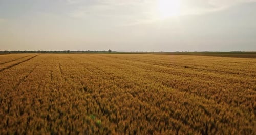 Golden wheat field at sunset