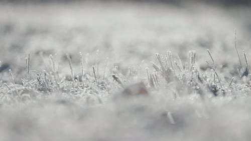 A filigree of the hoarfrost on the fragile withered grass. Close-up parallax video. Bokeh background