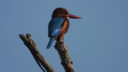 Vibrant Kingfisher Perched on a Tree Branch