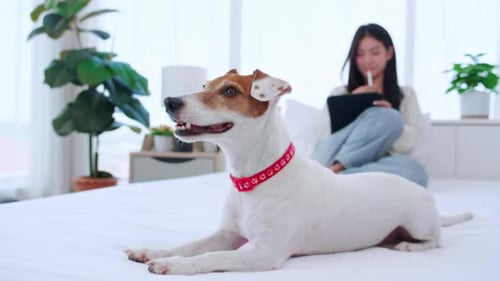 Jack Russell Terrier Lying on Bed with Woman Using Tablet