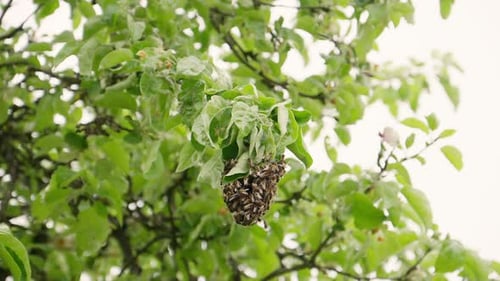 Bees Swarming on a Tree Branch