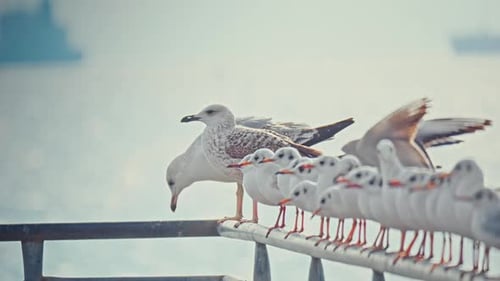 Möwe