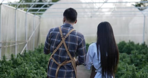 Agricultural Workers Inspecting Crops in Greenhouse