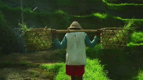 Rice farmer carrying two baskets, Ubud, Bali, Indonesia