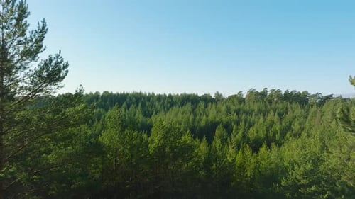 Voo aéreo sobre uma infinita floresta de coníferas em um pitoresco dia ensolarado, fotografado de cima da vasta