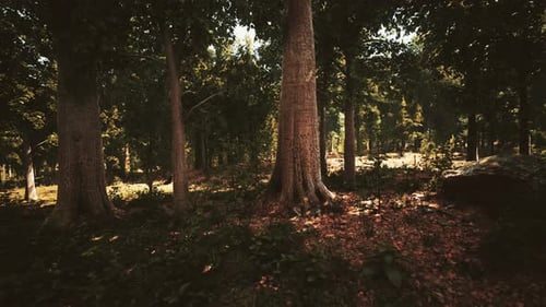 Sun Beams Through Thick Trees Branches in Dense Green Forest