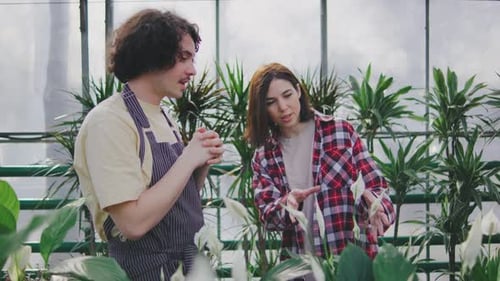 A Male Sales Consultant Gives Advice to the Buyer on Caring for Spathiphyllum A Male Plant Botanist