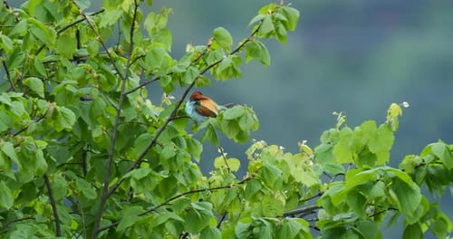 Colorful Bird Perched in Green Tree