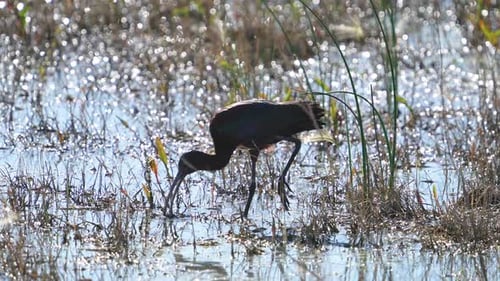 Ibis wading through the water searching for food