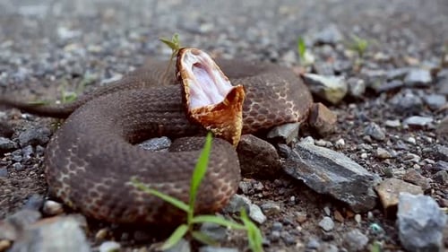 Snake Coiled with Mouth Open in Natural Environment