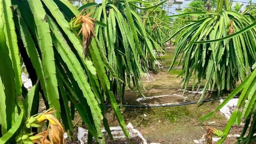 Dragon Fruit Plantation Rows in Daytime Sunlight