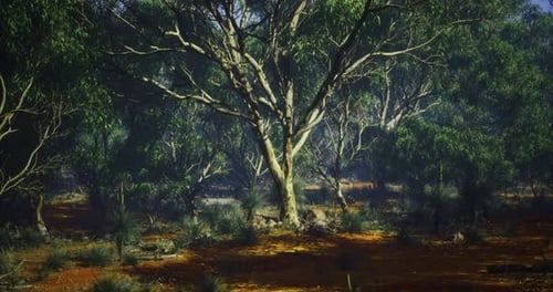 Majestic Eucalyptus Trees in a Serene Forest During Early Morning Hours