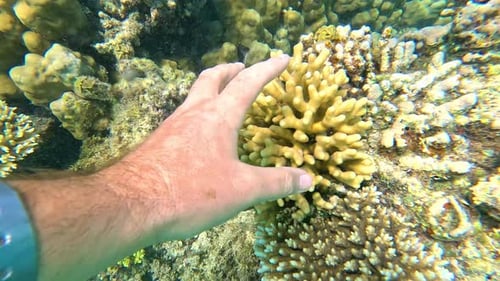 Hand Touches Coral Reef Underwater
